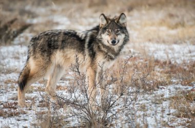 Vahşi doğadaki gri kurt.
