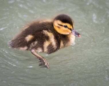 Yabanda ördek yavrusu
