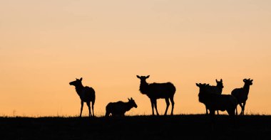 Vahşi doğadaki geyik