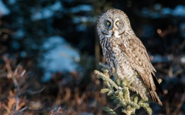 Büyük gri baykuş vahşi doğada, alberta, Kanada