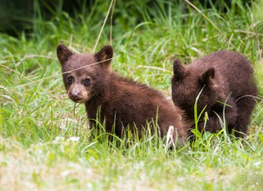 Kara ayı vahşi doğada