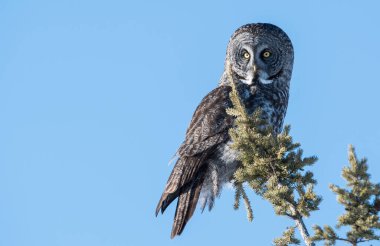 Büyük gri baykuş vahşi doğada, alberta, Kanada