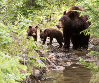 Kara ayı vahşi doğada