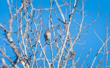 Vahşi doğada baykuş 