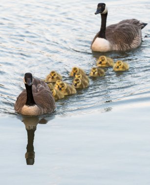 Kanada kazı doğada