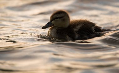 Yaban ördeği doğada