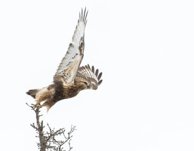 Kaba bacaklı Şahinin vahşi doğadaki manzarası