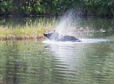 Vahşi doğada boz ayı