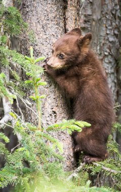 Kara ayı ailesi vahşi doğada