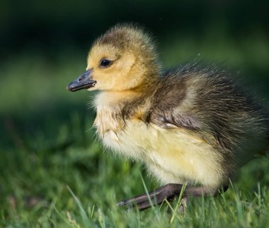 Vahşi doğada homurdanmak