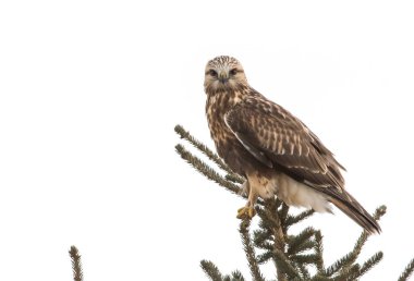 scenic view of Rough legged Hawk at wild nature clipart