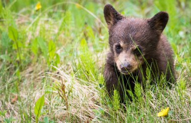 Kara ayı vahşi doğada
