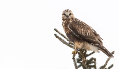Kaba bacaklı Şahinin vahşi doğadaki manzarası
