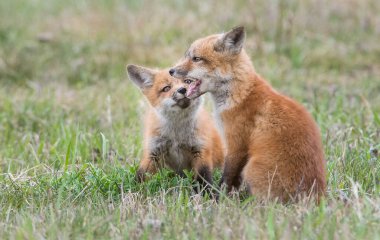 Parkta yakalanan sevimli kızıl tilkiler.