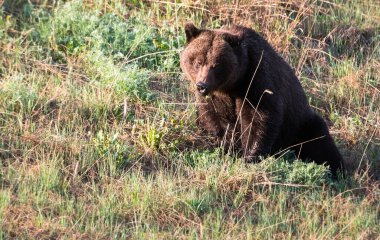Vahşi doğada boz ayı