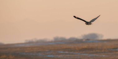 Vahşi doğada kısa kulaklı baykuş. 
