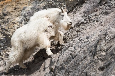 Dağ Keçisi vahşi, ulusal park, Jasper, Kanada
