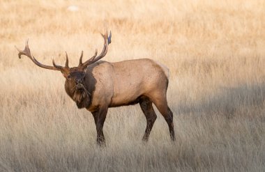 Rut sırasında Boğa Geyiği