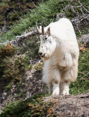 Dağ Keçisi vahşi, ulusal park, Jasper, Kanada