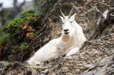 Dağ Keçisi vahşi, ulusal park, Jasper, Kanada
