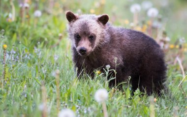 Vahşi doğada boz ayı