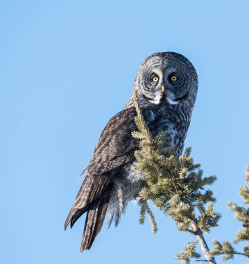 Büyük gri baykuş vahşi doğada, alberta, Kanada