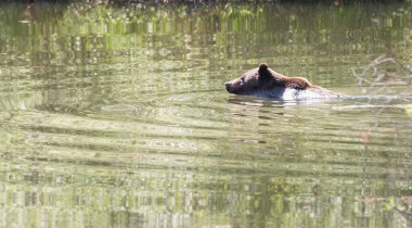 Vahşi doğada boz ayı