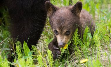 Kara ayı vahşi doğada