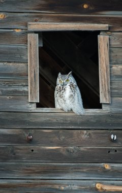Vahşi doğada Büyük Boynuzlu Baykuş