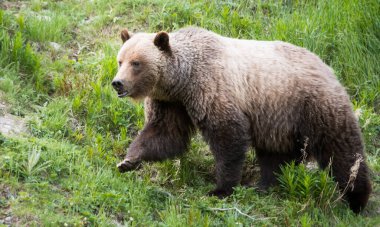 Vahşi doğada kahverengi boz ayı 
