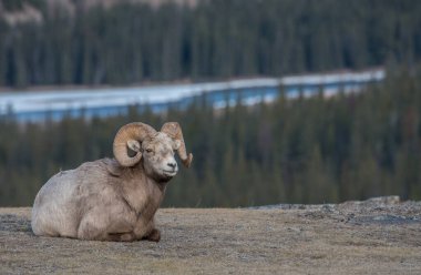 Koca boynuzlu koyunlar vahşi doğada