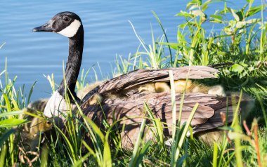 Kanada kazları vahşi doğada
