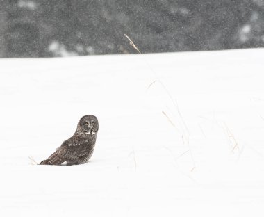 Büyük gri baykuş vahşi doğada, alberta, Kanada