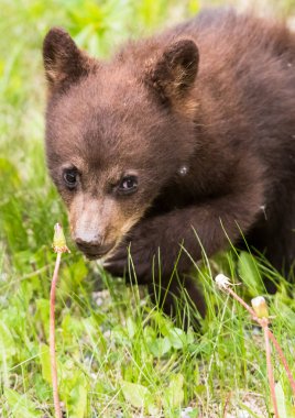 Vahşi doğada kara ayılar