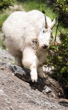 Dağ Keçisi vahşi, ulusal park, Jasper, Kanada