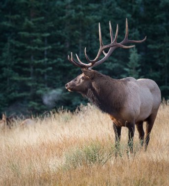 Rut sırasında Boğa Geyiği