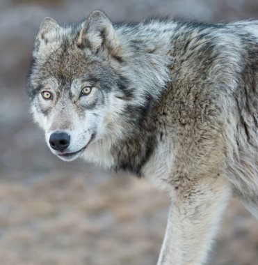 Vahşi doğadaki gri kurt.