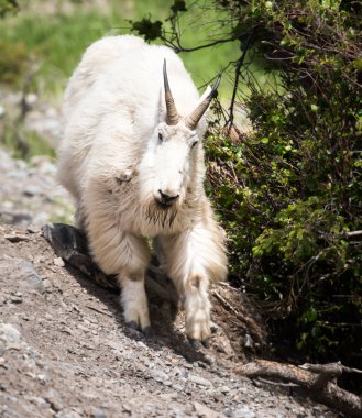 Dağ Keçisi vahşi, ulusal park, Jasper, Kanada