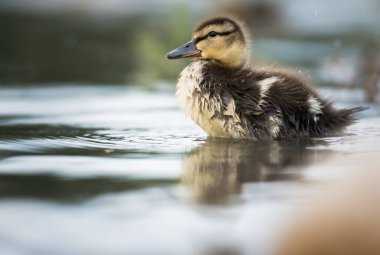Yaban ördeği doğada