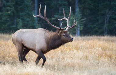 Rut sırasında Boğa Geyiği