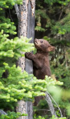 Kara ayı vahşi doğada