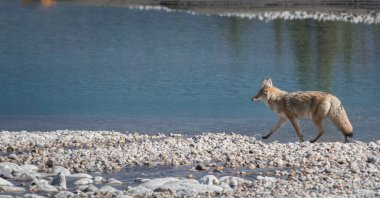 Vahşi doğadaki çakal.