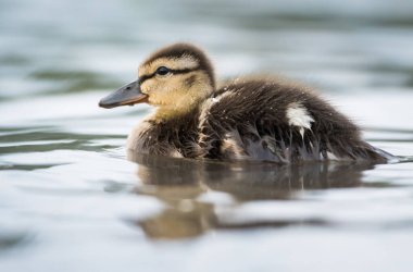 Vahşi doğada ördek yavrusu