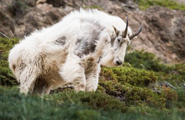 Dağ Keçisi vahşi, ulusal park, Jasper, Kanada