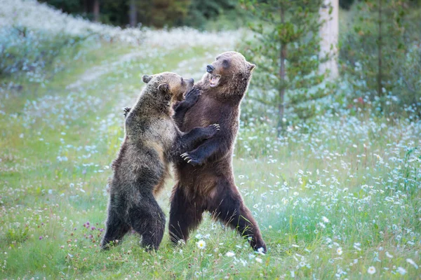 Kanadai Grizzly Medvék Vadonban — Stock Fotó