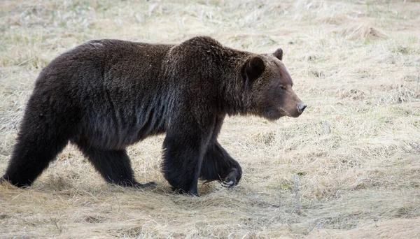 Kanadischer Grizzlybär Freier Wildbahn — Stockfoto