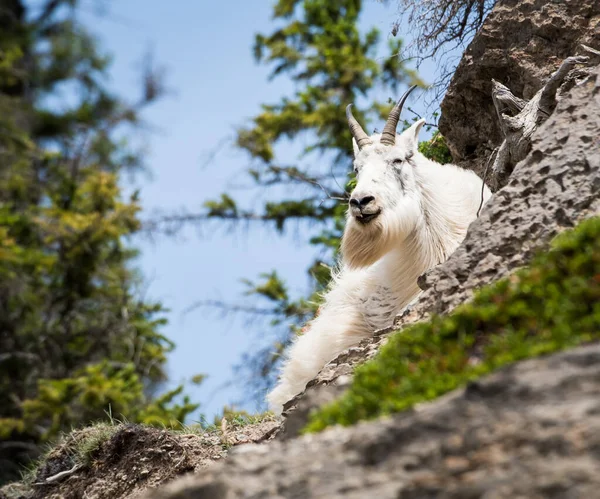 Cabra Montanha Selvagem Parque Nacional Jaspe Canadá — Fotografia de Stock