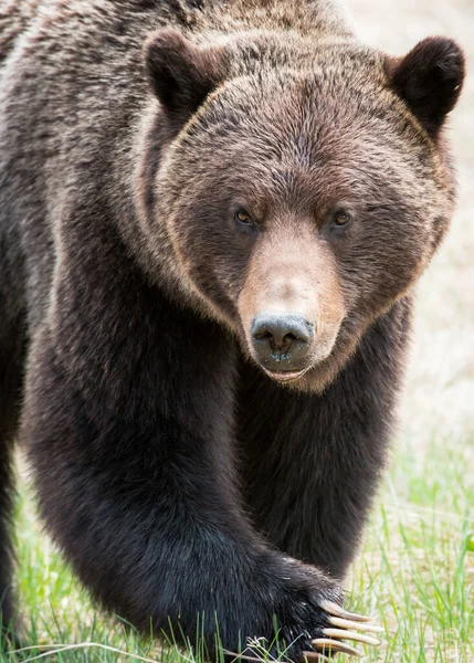 Oso Pardo Naturaleza — Foto de Stock