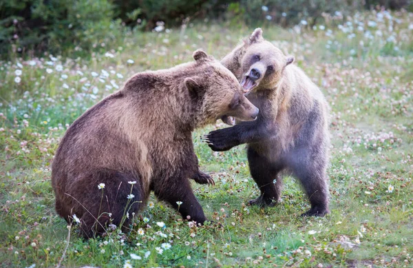 Orsi Grizzly Natura — Foto Stock