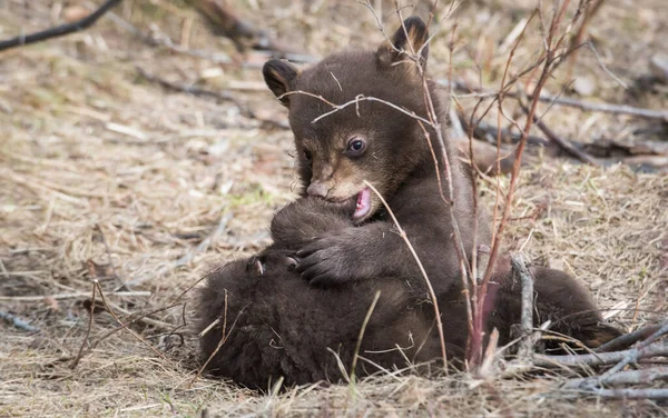 Fekete Medve Kölyök Vadonban — Stock Fotó